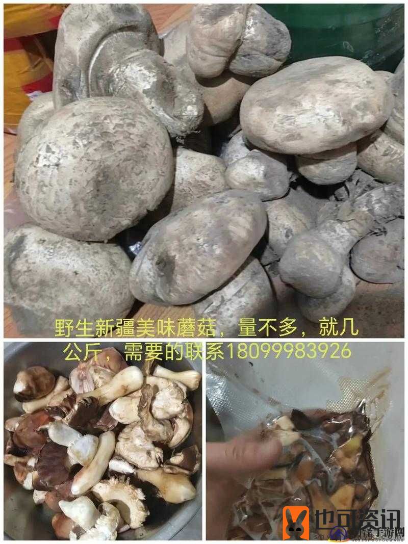 中国新疆 XXXXXL19D 蘑菇：珍稀物种的奥秘与保护