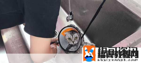 小猫咪大城市日常美容动作怎么获得